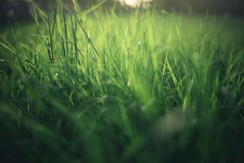 Meadow Nature Summer Spring Grass Green