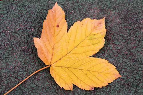 Autumn Season Yellow Leaf On The Ground Colorful