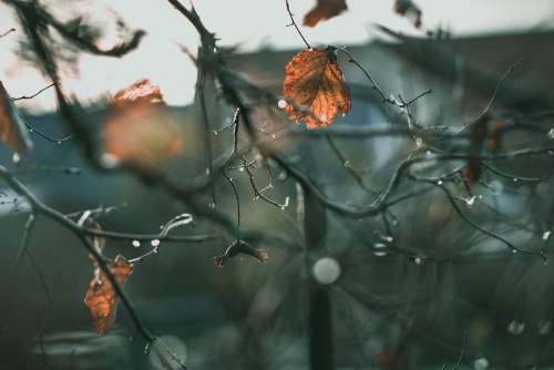 Aesthetic Late Autumn Rain Nature Drop Of Water