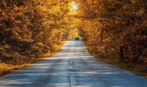 Road Fantasy Autumn Trees Kalampaka Leaves