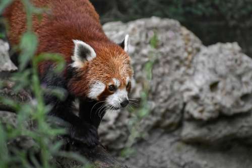 Panda Red Panda Bear Cat Ailurus Fulgens Predator