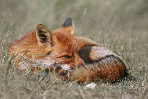 Fox Red Fox Nature Wildlife Wild Animal Predator