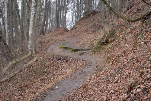 Forest Path Nature Trees Leaves Landscape The Way