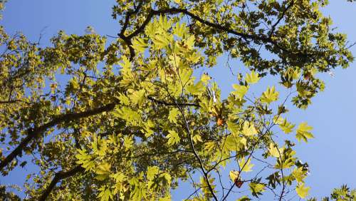 Tree Leaves Nature Green Landscape Trees