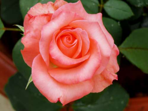 Rose Pink Rose Love Pink Flower Nature Plant