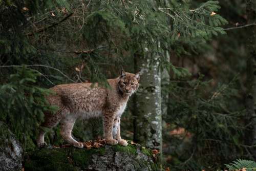 Bobcat Forest Nature Predator Beast