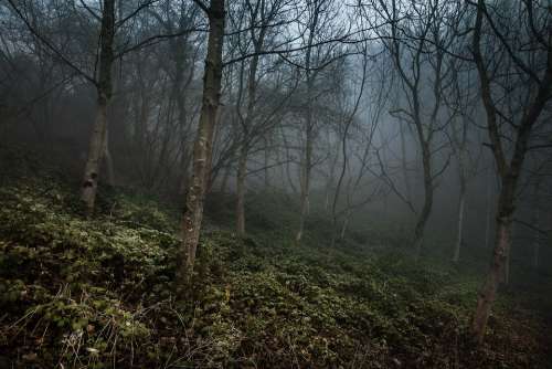Foggy Forest Misty Autumn Mystery Woods Light