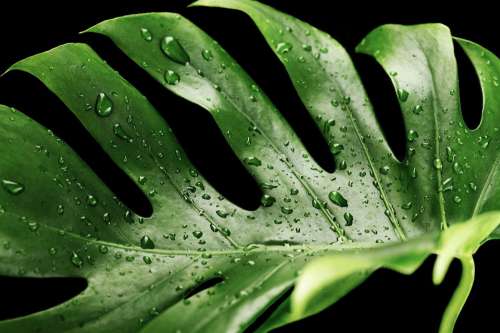Green Wet Monstera Plant Tropical Dew Dewdrop