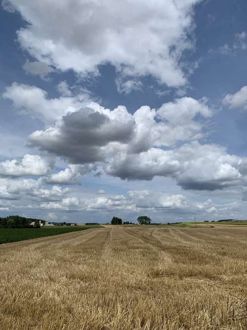 Field Harvest Fields Agriculture Summer Nature