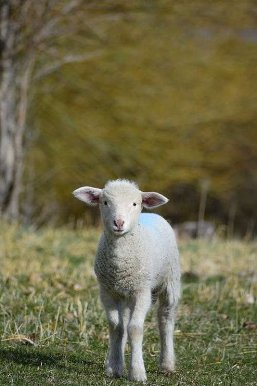 Lamb Animal Sheep Cute Nature Rural Agriculture