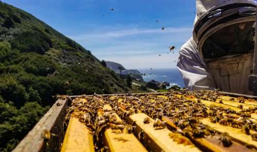 Bees Big Sur Honey Hive Ocean Mountains Highway 1