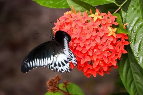 Butterfly Flower Moth Leaves Nature