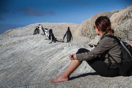 Penguins South Africa Cape Town Travel Nature