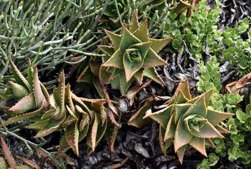 Plant Aloe Flora Dry West Coast South Africa