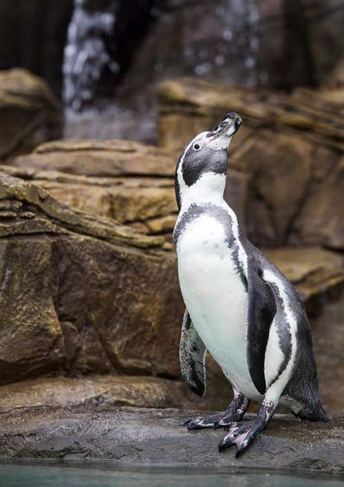 Penguin Bird Zoo Animals Portrait