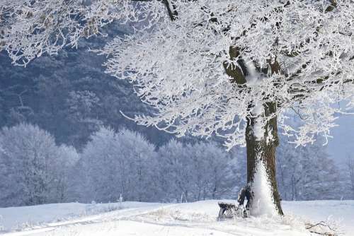 Winter Tree Bank Nature Snow Wintry Forest