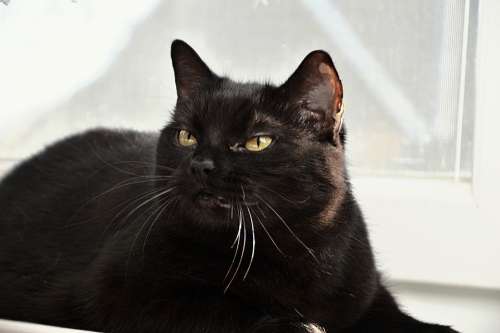 Cat Black Cat Pet Black Animal Feline Portrait