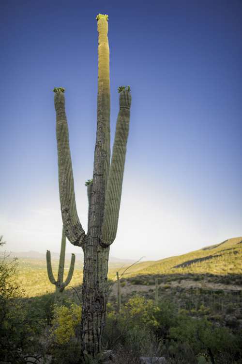 Cactus Az Landscape Saguaro Tucson Arid
