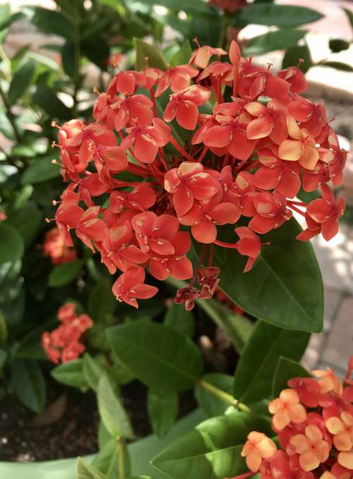 Flower Plant Red Tropical