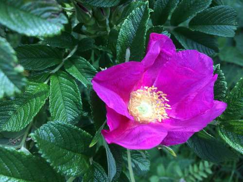 Nature Pink Flower Blossom Bloom Plant Flora