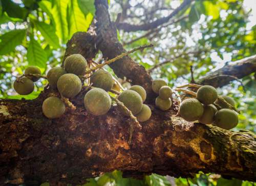 Fruit Lanzones Duku Tree Tropical Nature