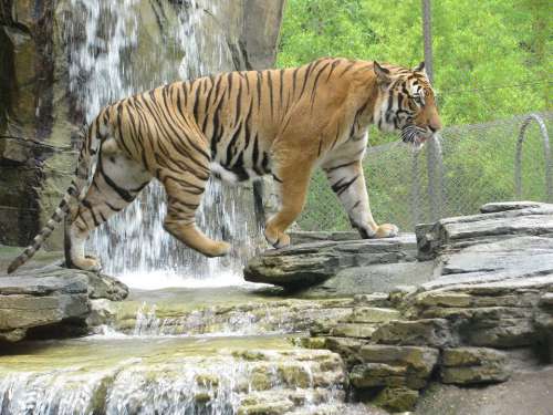 Tiger Stripes Waterfall Cat Animal Wildlife