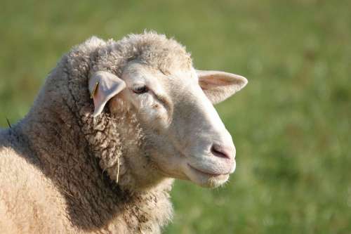 Sheep Sheepshead Sheep Portrait Sheep Face