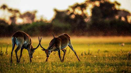 Antelope Mammals Animal Africa Nature Wildlife