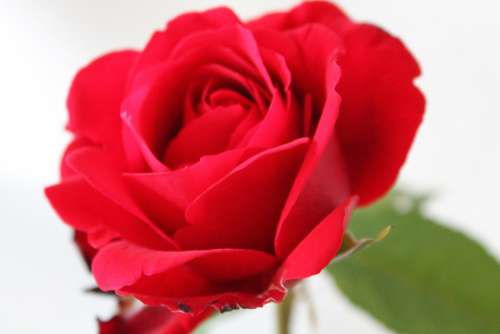 Rose Red Romance Flower Bloom Blossom Plant Love