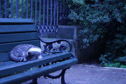 Athens Greece Sleeping Cat Bench Green Dark