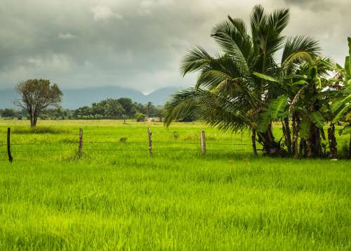 Asia Rice Fields View Landscape Nature Green