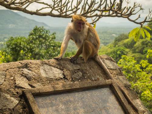 Sri Lanka Dambulla Nature Monkey Animal Wild