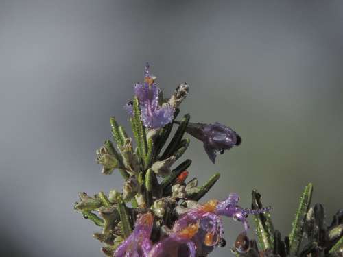 Rosemary Plant Spice Herbal Aromatic Flowers