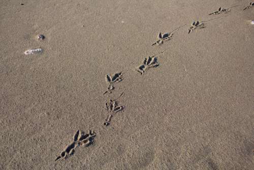 Footprints Birds Sandy Beach Sea Animals