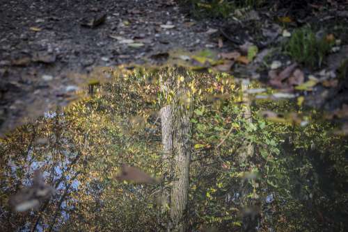 Reflection Forest Puddle Mud Tree Autumn