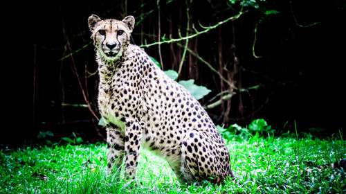 Animal Safari Wildlife Zoo Leopard