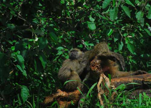 Baboon Monkey Nature Primate Ape Evolution Africa