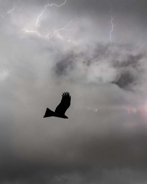 Tranquil Scenic Bird Stormy Sky Thunder Silhouette