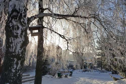 Winter Birch Hoarfrost Branches Feeder Snow Frost
