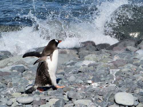 Antarctica Donkey Penguin Penguin Water