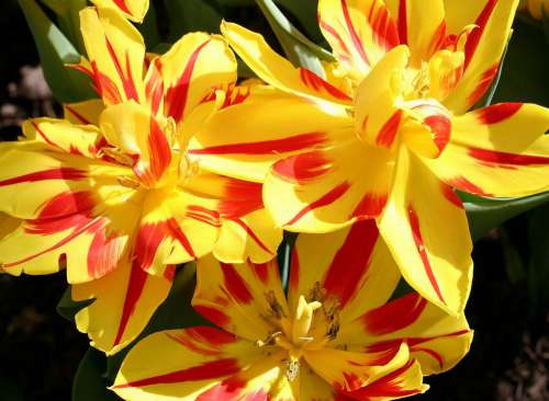 Blooms Flowers Petals Stripes Yellow Colorful