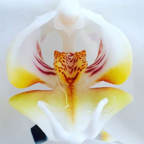 Flower Orchid Nature Blossom Orchids Exotic