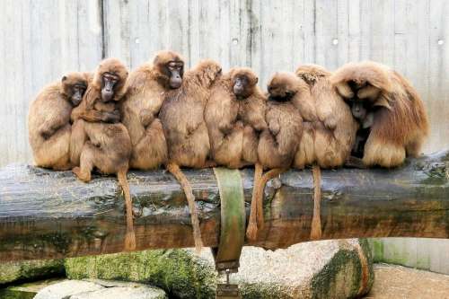 Zoo Monkey Animal Animal World Mammal Furry