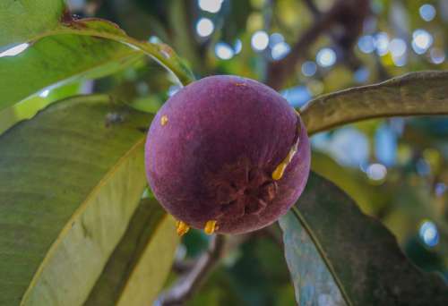 Fruit Mangosteen Manggis Nature Tree Tropical