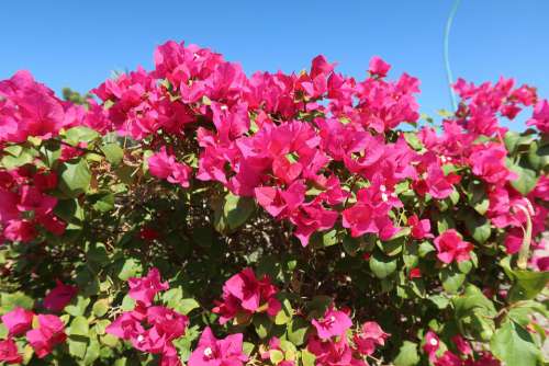 Bougainvillea Flowers Rose Bougainvillea Blossom