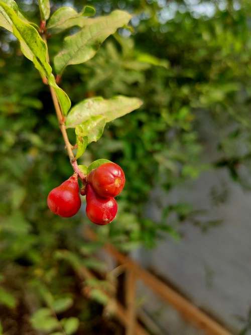 Pomegranate Leaf Green Scenery