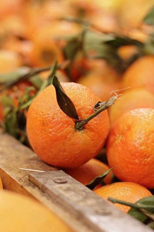 Clementine Citrus × Aurantium Fruit Vitamins