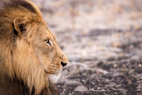 Lion Wild Animal Africa Animal Predator Big Cat