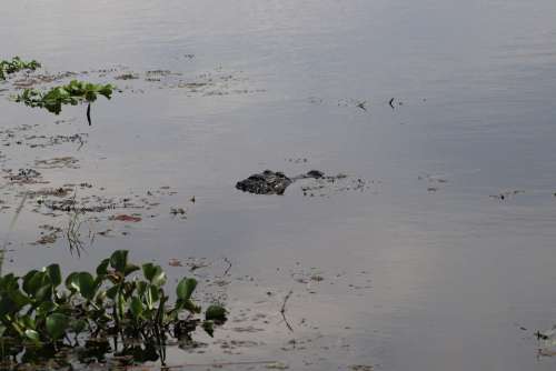 Alligator Swamps Nature Florida