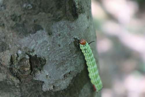 Nature Caterpillar Tree Insect Butterfly Larva